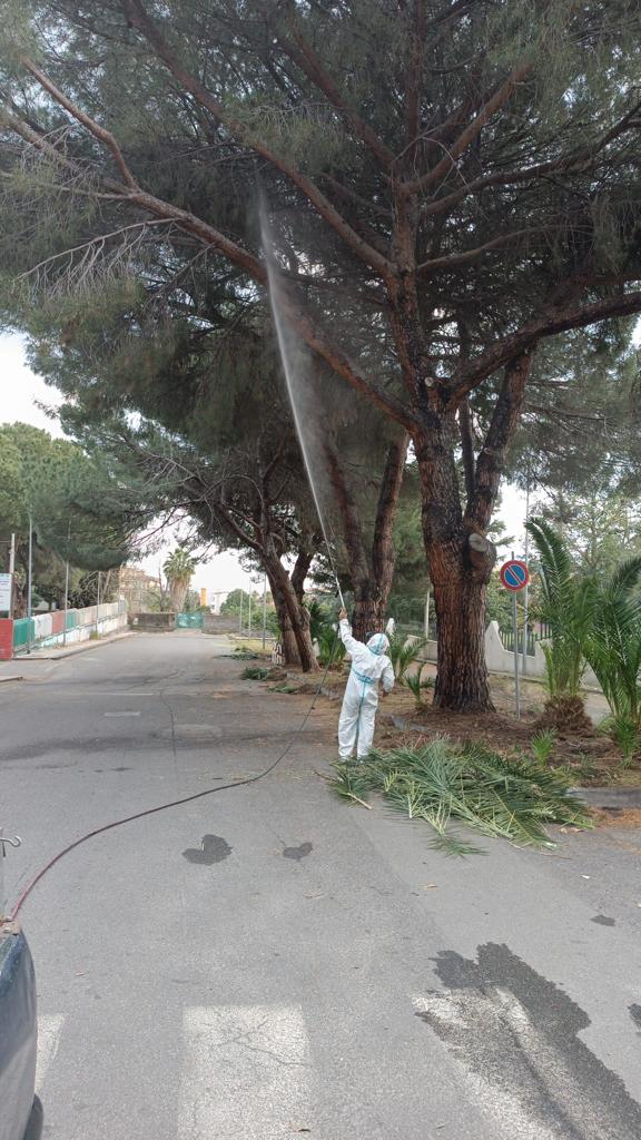 Interventi di contrasto alla processionaria nell’area a verde esterna dell’asilo nido di via la torre 